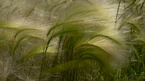 Steppe grass feather grass Stock Footage 114347285