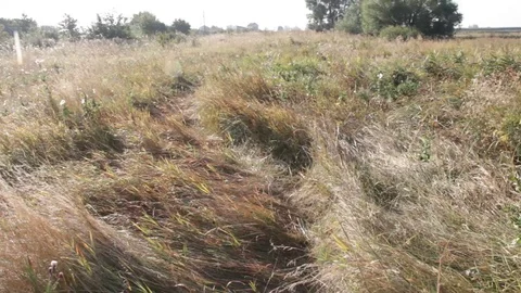 The steppe, the grass Video stock 79609810