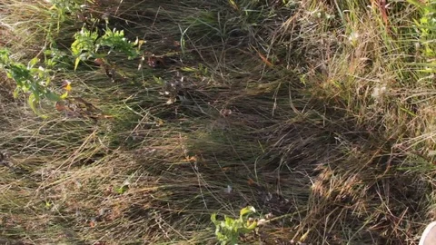 The steppe, the grass. Stock Footage 79609811
