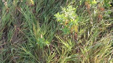 The steppe, the grass Video stock 79609834