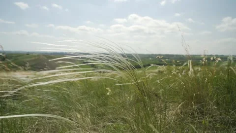 The steppe grass slowly sways under the breeze. Stock Footage 245918913