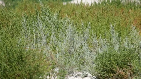 Steppe grass sways in a breeze Stock Footage 128818896