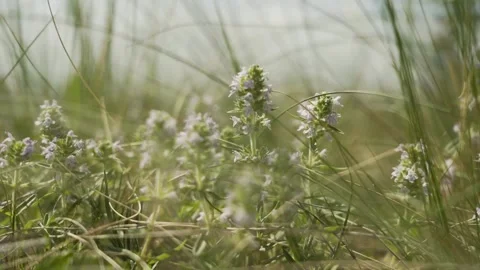 Steppe grass sways in the wind. Close-up Stock Footage 245918698