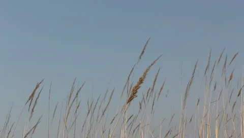 Steppe grass on a wind Vídeos de archivo 10868140