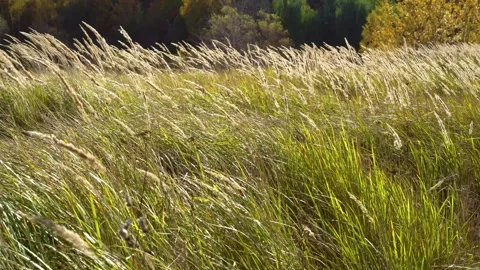 Steppe grasses swaying in the wind. Stock Footage 285665108