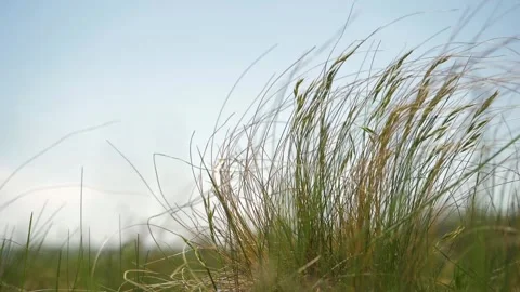 Steppe grasshopper in the wind against the sky. Average plan. Slow motion Stock Footage 133439528