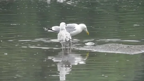 The Steppe Gull (Larus Cachinnans) 1 Video stock 169765987