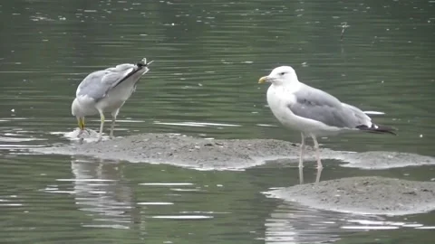 The Steppe Gull (Larus Cachinnans) 2 Stock Footage 169765979