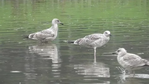 The Steppe Gull (Larus Cachinnans) 3 Video stock 169765956