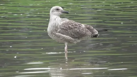 The Steppe Gull (Larus Cachinnans) 4 Video stock 169765969