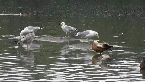 The Steppe Gull (Larus Cachinnans) 5 Video stock 169765928