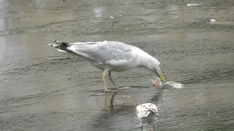 The Steppe Gull (Larus Cachinnans) 7 Video stock 169766034