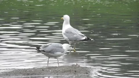 The Steppe Gull (Larus Cachinnans) Video stock 169766032