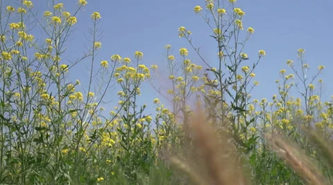 Steppe herbs Stock Footage 38629273
