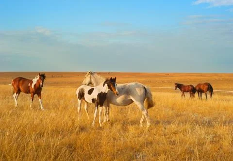 Steppe horses Stock Photos