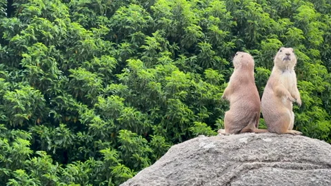 Steppe Marmot Sits Upright And Watches the Surroundings Stock Footage 316693353