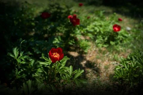 Steppe Peonies at Forest Shadow Foto stock