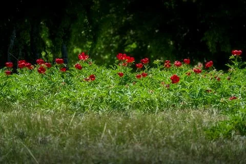 Steppe Peony Field Between Forest and Grass Foto stock