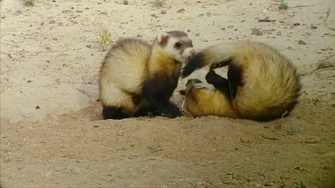 Steppe polecats Stock Footage 346100989