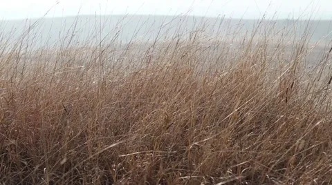 Steppe vegetation Vídeo Stock 50327887