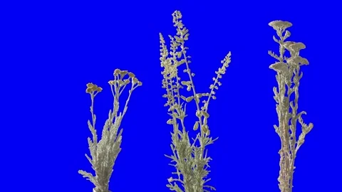 Steppe veld grasswaving at wind on a blue screen. Chromakey object vol7 Stock Footage 244928594