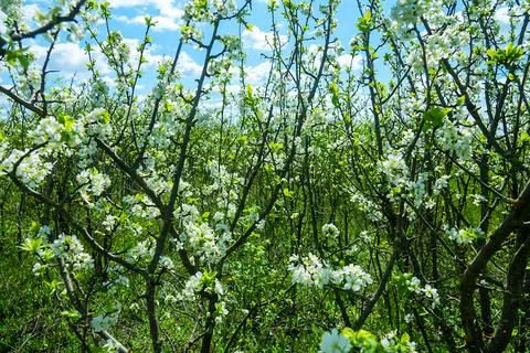 Steppe wild cherry, forest-steppe with blooming wild fruit trees Stock Photos