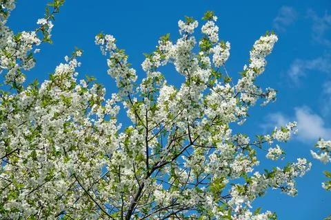 Steppe wild cherry, forest-steppe with blooming wild fruit trees Stock Photos