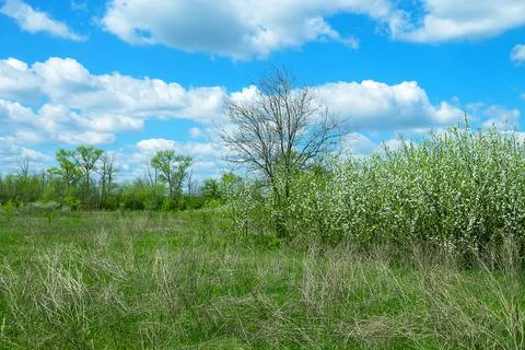 Steppe wild cherry, forest-steppe with blooming wild fruit trees Stock Photos