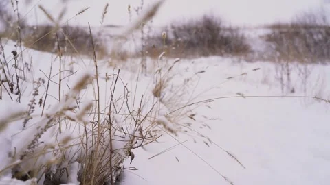 Steppe in winter during a blizzard Stock Footage 240901365