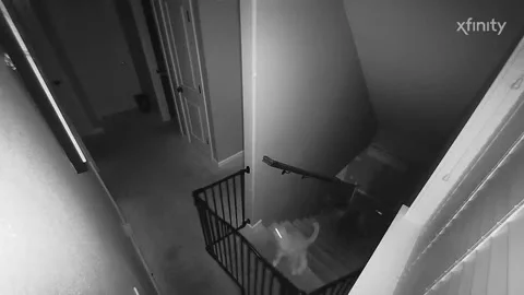 Stepped On Cat While Texting Down Stairs, Gresham, Oregon, USA - 28 Oct 2023 Stock Footage 254589292