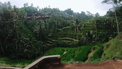 Stepped tropical rice terraces with dense palms, hillside village rooftops, and Stock-Footage 338440971