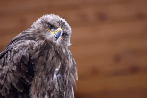 Steppenadler Foto stock