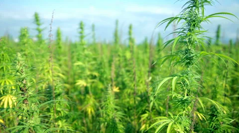 Stepping into cannabis field Stock Footage 32479642