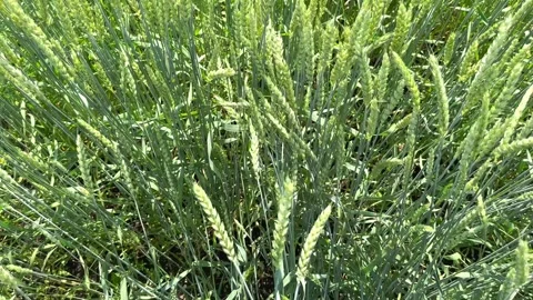 Stepping on green stalks of wheat Stock Footage 245097239