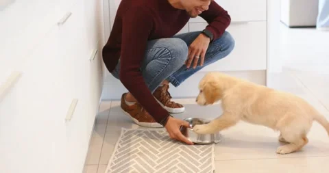 Stepping into kitchen holding kibble bowl, man crouching feeding hungry golden Stock Footage 317769752