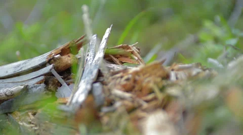 Stepping on log in the forest slow motion Stock Footage 27526725