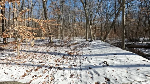 Stepping over fallen tree while hiking icy trail in the Great Swamp Stock Footage 343453383