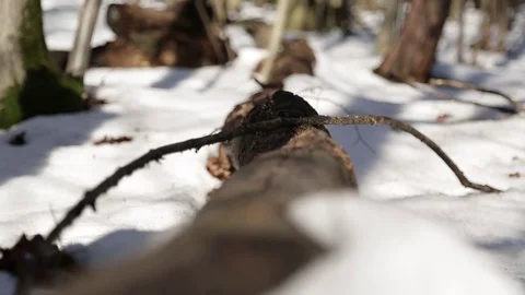 Stepping over a log Stock Footage 72251565