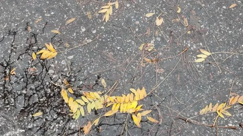 Stepping into a puddle with leaves Stock Footage 318497804