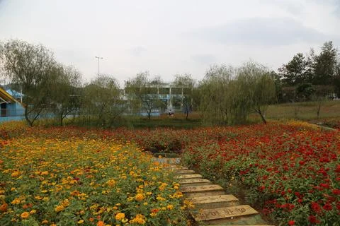 Stepping stone path leading through vibrant split fields of yellow and red .. Stock Photos