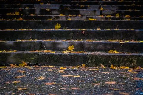 Steps after rain with yellow leafs Stock Photos
