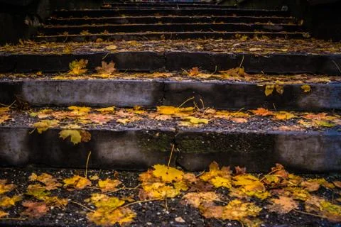 Steps after rain with yellow leafs Stock Photos