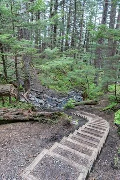 Steps on the Battery Point Trail in the Chilkat State Park, Haines, Alaska, USA Stock Photos