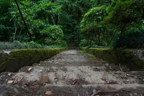 Steps down in the forest of the Botanical garden in Georgia Stock Photos