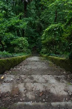 Steps down in the forest. Botanical garden in Georgia Stock Photos