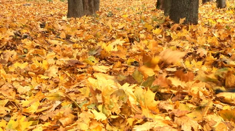 Steps for fall foliage Stock Footage 68607279