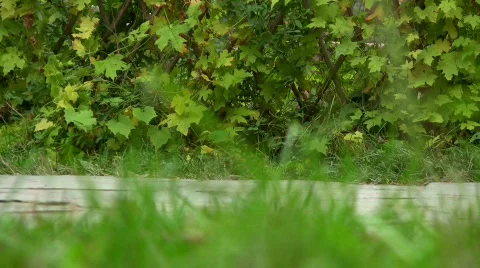 Steps Stock Footage 272016