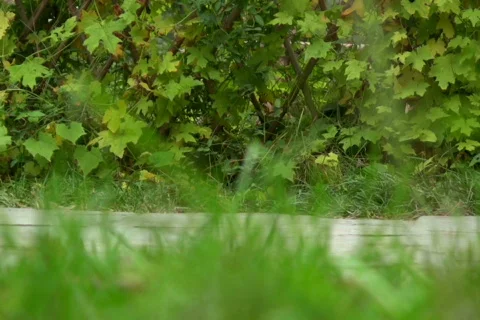 Steps Stock Footage 302280