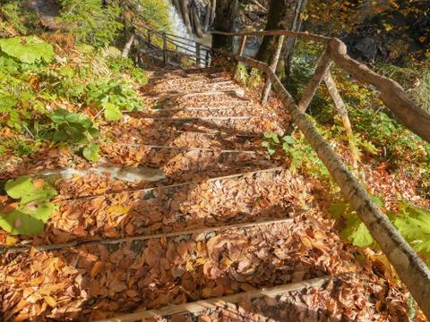 Steps in the forest covered with dried leaves leading down to the water Stock Photos