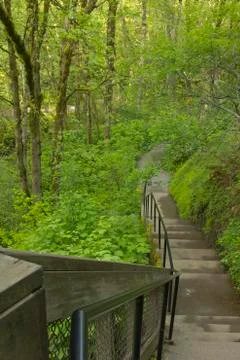 Steps to the forest floor. Stock Photos